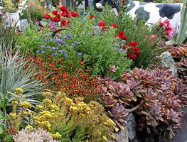 Plant Cool-Season Annuals
Garden Design
Calimesa, CA