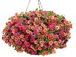 Plant Cool-Season Annuals
Garden Design
Calimesa, CA