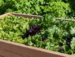 Plant Cool-Season Crops
Garden Design
Calimesa, CA