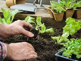 Plant Cool-Season Crops
Garden Design
Calimesa, CA