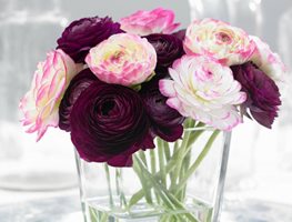 Plant Early Summer Bulbs, Corms & Tubers
Garden Design
Calimesa, CA