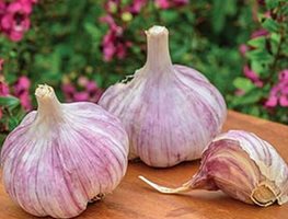Plant Garlic
Garden Design
Calimesa, CA