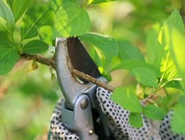 Plant Maintenance
Garden Design
Calimesa, CA