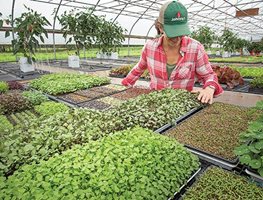 Plant Microgreens Indoors Or In A Small Greenhouse
Garden Design
Calimesa, CA