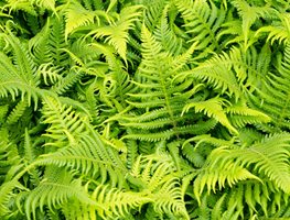 Plant Native Sod Or Wildflower Sod
Garden Design
Calimesa, CA