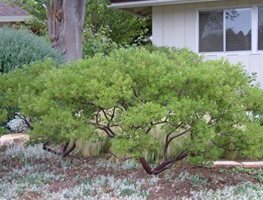 Plant Natives
Garden Design
Calimesa, CA