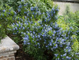 Plant New Garden Beds
Garden Design
Calimesa, CA