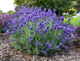 Plant Perennials
Garden Design
Calimesa, CA