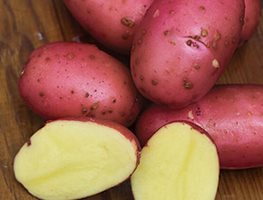 Plant Potatoes
Garden Design
Calimesa, CA