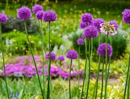 Plant Spring-Flowering Bulbs Through Early October
Garden Design
Calimesa, CA