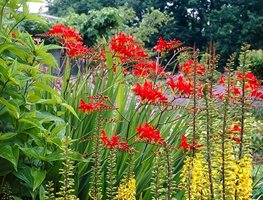 Plant Spring-Planted Bulbs
Garden Design
Calimesa, CA