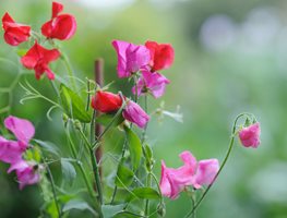 Plant Sweet Peas In Starter Pots
Garden Design
Calimesa, CA