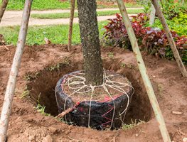 Plant Trees & Shrubs
Garden Design
Calimesa, CA