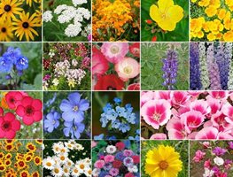 Plant Wildflowers
Garden Design
Calimesa, CA