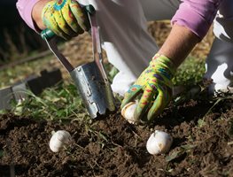Planting Bulbs, Bulb Planting Tool, Gardening
Shutterstock.com
New York, NY