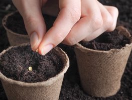 Planting Tomato Seeds, Tomato Seed In Peat Pot
Shutterstock.com
New York, NY