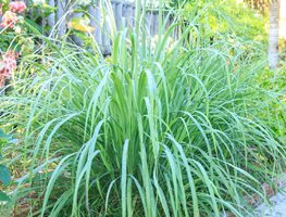 Plants For Mosquitos
Garden Design
Calimesa, CA