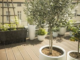 Pot Some Trees
Garden Design
Calimesa, CA
