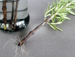 Propagate Plants Indoors
Garden Design
Calimesa, CA