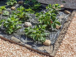 Protect Strawberries Or Plant More
Garden Design
Calimesa, CA