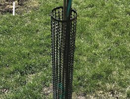 Protect Young Trees & Shrubs
Garden Design
Calimesa, CA