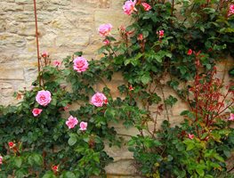 Protecting Roses
Garden Design
Calimesa, CA