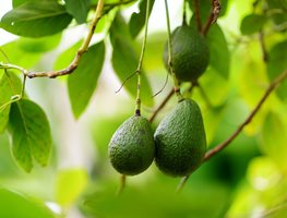 Prune Avocado Trees
Garden Design
Calimesa, CA