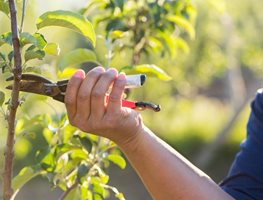 Prune & Clean Up Around Fruit Trees
Garden Design
Calimesa, CA