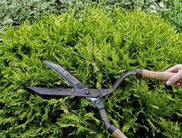 Prune Evergreens
Garden Design
Calimesa, CA