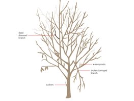 Prune Fruit Trees & Plant More Bare-Root Fruit Trees
Garden Design
Calimesa, CA