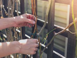 Prune Vines & Winter-Blooming Shrubs
Garden Design
Calimesa, CA