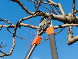 Prune Woody Plants
Garden Design
Calimesa, CA