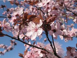 Prunus Cerasifera
Garden Design
Calimesa, CA