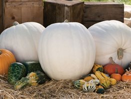 Pumpkins
Garden Design
Calimesa, CA