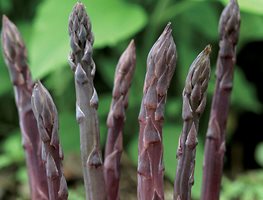 Purple Passion Asparagus
Garden Design
Calimesa, CA
