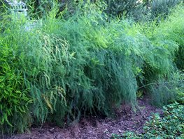 Purple Passion
Garden Design
Calimesa, CA