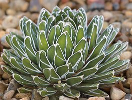 Queen Victoria Agave, Agave Victoriae Reginae
The Ruth Bancroft Garden
Walnut Creek, CA