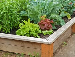 Raised Bed Garden, Growing Lettuce, Vegetable Garden
Garden Design
Calimesa, CA