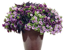 Refresh Container Gardens For Spring
Garden Design
Calimesa, CA