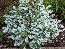 Refresh Containers
Garden Design
Calimesa, CA