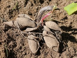 Remove Tender Perennials
Garden Design
Calimesa, CA
