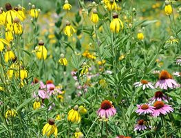 Scatter Wildflower Seeds
Garden Design
Calimesa, CA