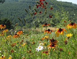 Scatter Wildflower Seeds
Garden Design
Calimesa, CA