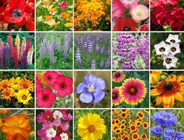 Scatter Wildflowers
Garden Design
Calimesa, CA