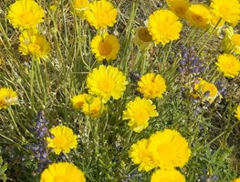 Scatter Wildflowers
Garden Design
Calimesa, CA