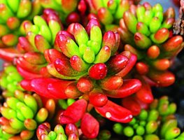 Sedum
Great Garden Plants