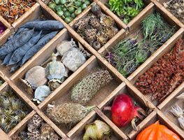 Seed Saving, Seed Storage
Garden Design
Calimesa, CA
