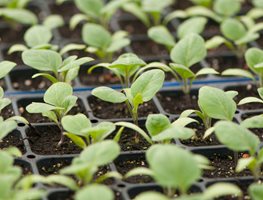 Seedlings, Tray
Johnny's Selected Seeds