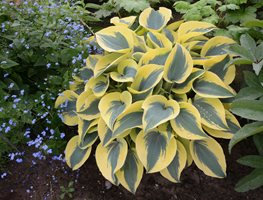 Shadowland Autumn Frost Hosta, Hosta Plant, Proven Winners
Proven Winners
Sycamore, IL