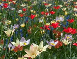 Shop For Bulbs, Corms & Tubers
Garden Design
Calimesa, CA